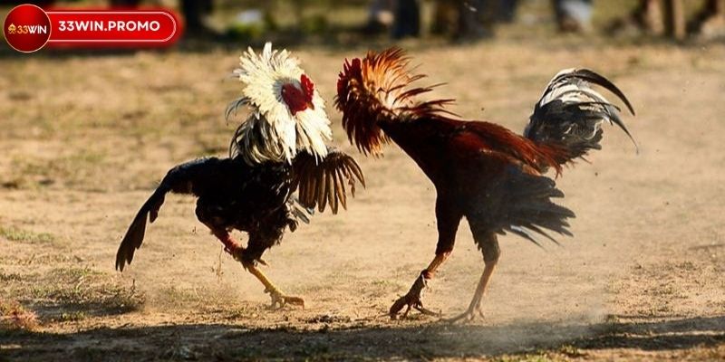 Cách Bắt Kèo Đá Gà 33WIN Bí Quyết Nâng Cao Chiến Thắng 2 Khái quát về bắt kèo đá gà