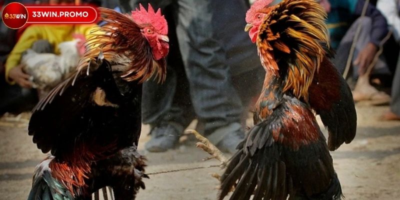 Đá Gà Cựa Dao Thái Lan 33WIN Hội Tụ Trận Chiến Đỉnh Cao 2 Sức hút của đá gà cựa dao Thái Lan